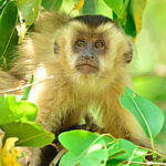 生肖猴10年一次「天降三囍」 接住旺整年!為身邊的屬猴人接住