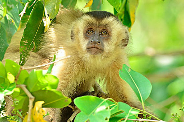 生肖猴10年一次「天降三囍」 接住旺整年！為身邊的屬猴人接住