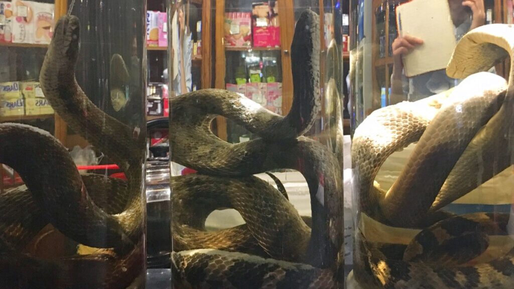 老家挖出「30年歷史藥酒」塞滿巨粗毒蛇　近看還發現「雨傘節、龜殼花」網友急喊：千萬別打開